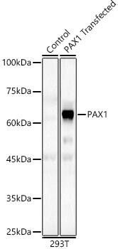 PAX1 Antibody - Azide and BSA Free