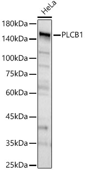 PLC-beta 1 Antibody - BSA Free