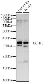 UCH-L5/UCH37 Antibody