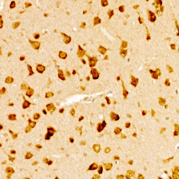 RPS10 Antibody - BSA Free