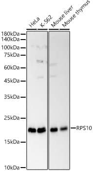 RPS10 Antibody - BSA Free