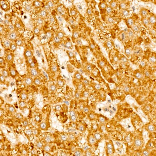 RPS10 Antibody - BSA Free