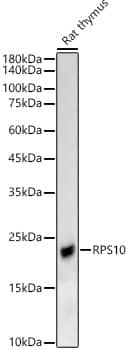RPS10 Antibody - BSA Free