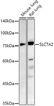 SLC7A2 Antibody - Azide and BSA Free