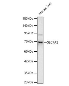 SLC7A2 Antibody - Azide and BSA Free