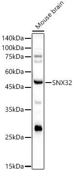 Sorting Nexin 32 Antibody - BSA Free
