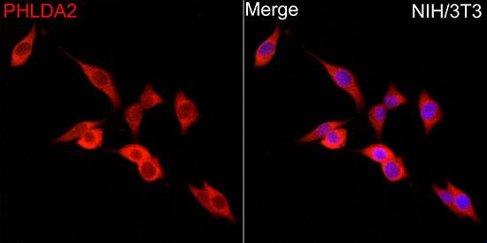 TSSC3 Antibody - BSA Free