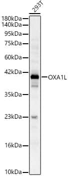 OXA1L Antibody - BSA Free