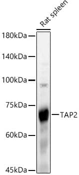 TAP2 Antibody - Azide and BSA Free