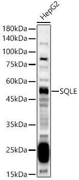 SQLE Antibody