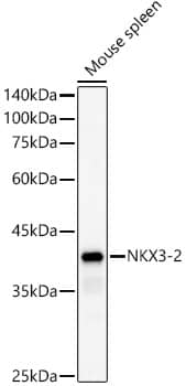 NKX3-2 Antibody - Azide and BSA Free