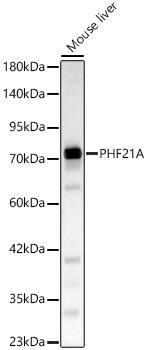 PHF21A Antibody - BSA Free