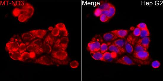 MT-ND3 Antibody - Azide and BSA Free