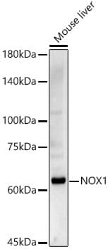 NOX1 Antibody - Azide and BSA Free