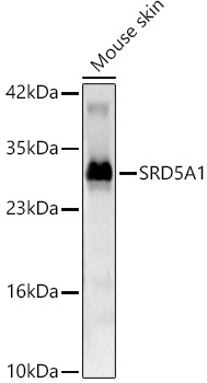 SRD5A1 Antibody - Azide and BSA Free