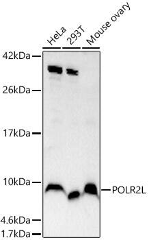POLR2L Antibody - BSA Free