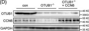 WISP3 Antibody - Azide and BSA Free