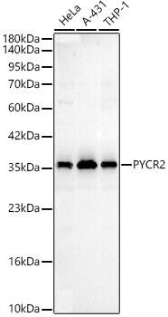 PYCR2 Antibody - Azide and BSA Free