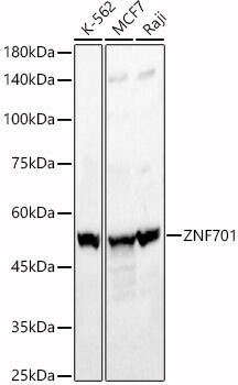 ZNF701 Antibody - Azide and BSA Free