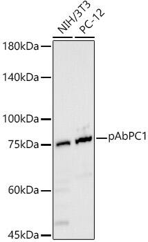 PABP Antibody - Azide and BSA Free