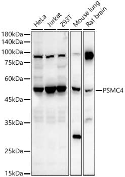 Tbp7 Antibody - BSA Free