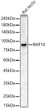 RNF10 Antibody - Azide and BSA Free