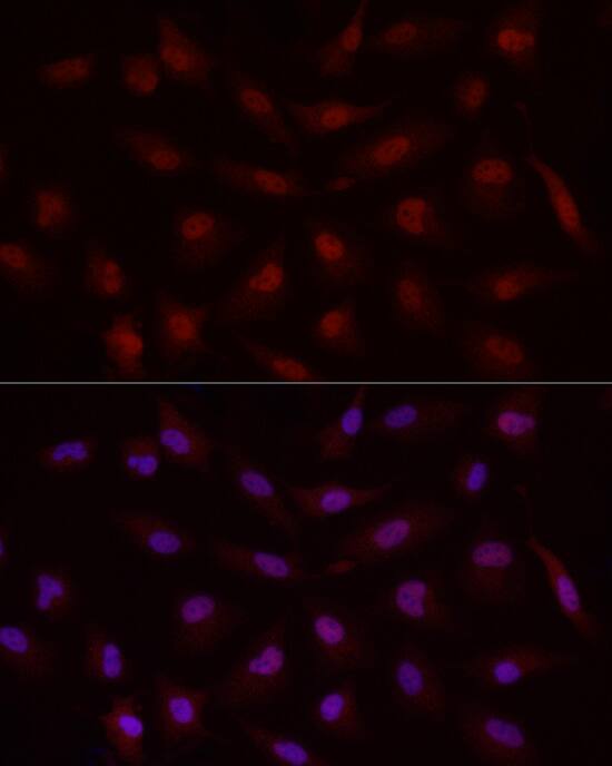 Smad7 Antibody - Azide and BSA Free