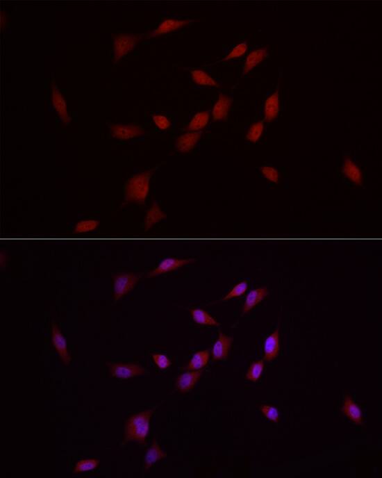 Smad7 Antibody - Azide and BSA Free