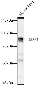 SSRP1 Antibody - Azide and BSA Free