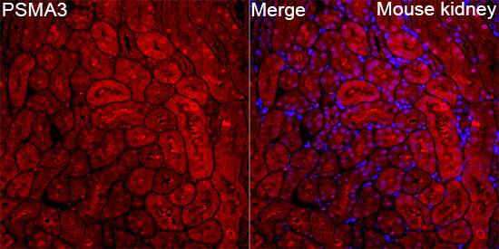 Proteasome 20S alpha 3 Antibody - Azide and BSA Free