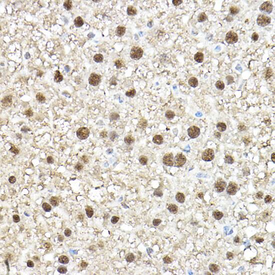 TEAD1 Antibody - Azide and BSA Free