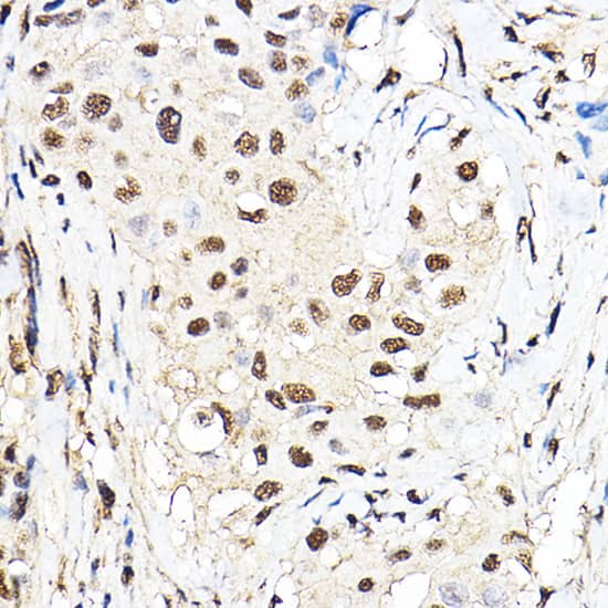 TEAD1 Antibody - Azide and BSA Free