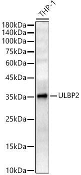 ULBP-2 Antibody - Azide and BSA Free