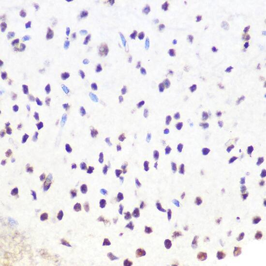 SFRS7 Antibody - Azide and BSA Free