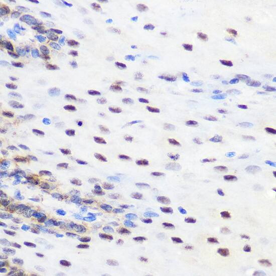 SFRS7 Antibody - Azide and BSA Free