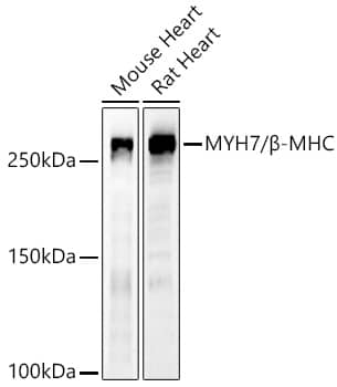 MYH7 Antibody - Azide and BSA Free