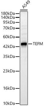 TEFM Antibody - BSA Free