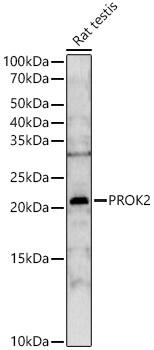 Prokineticin 2 Antibody - Azide and BSA Free