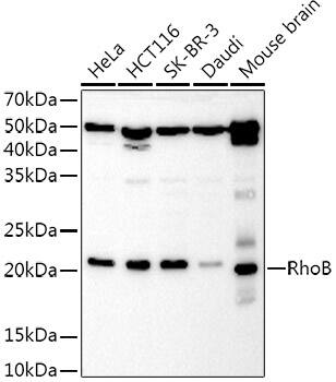 RhoB Antibody - Azide and BSA Free