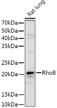 RhoB Antibody - Azide and BSA Free