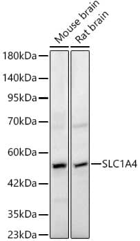 SLC1A4 Antibody - BSA Free