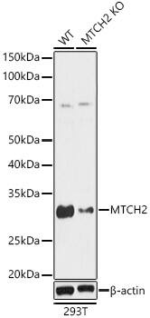 MTCH2 Antibody - Azide and BSA Free