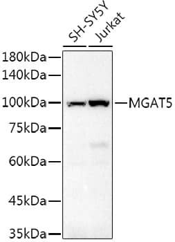 N-Acetylglucosaminyltransferase V/MGAT5 Antibody - Azide and BSA Free