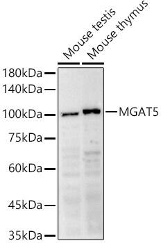 N-Acetylglucosaminyltransferase V/MGAT5 Antibody - Azide and BSA Free