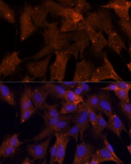 PGK2 Antibody - Azide and BSA Free