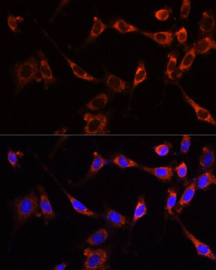PTPN13/PTPL1 Antibody - Azide and BSA Free