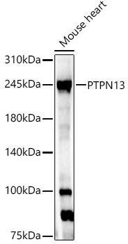PTPN13/PTPL1 Antibody