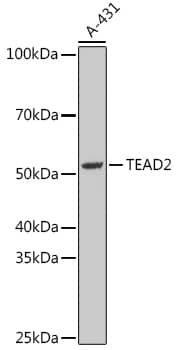 TEAD2 Antibody - BSA Free