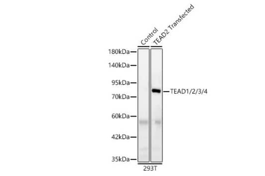 TEAD2 Antibody - BSA Free