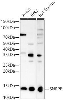 SNRPE Antibody - BSA Free